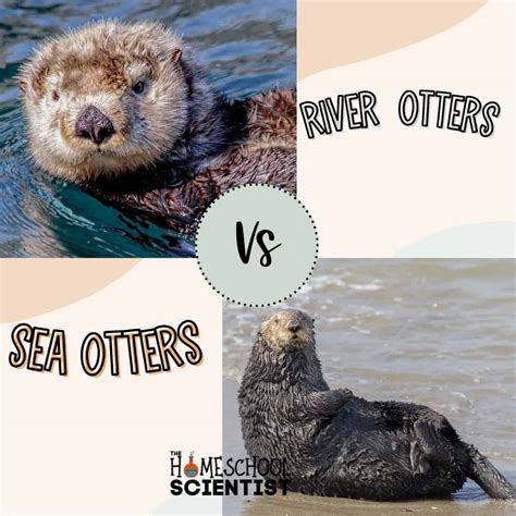 Compared with other otter species, the resource defense polygyny in sea otters is unusual. North American river otters (Lontra canadensis) and Eurasian otters (Lutra lutra) appear to have a promiscuous mating system , while other otter species form pair bonds and tend towards monogamy (Estes 1989; Tinker et al. 2018). Among marine …